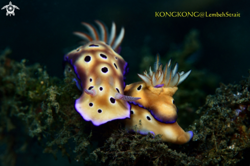 A Nudibranchs