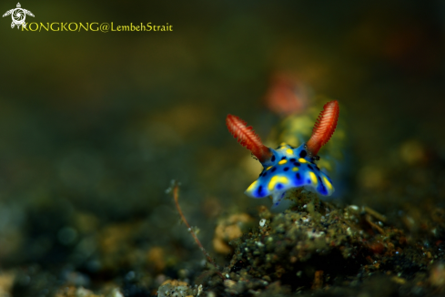 A Nudibranch