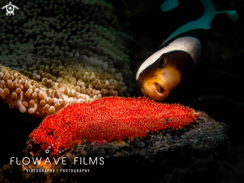 A Sadleback Anemonefish With Eggs