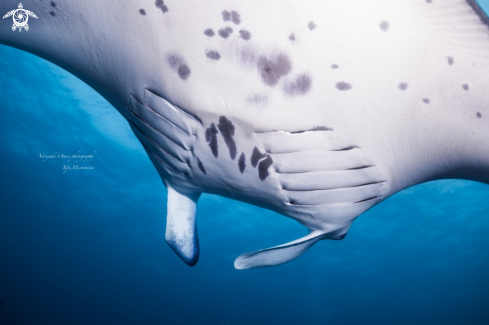 A Manta Ray