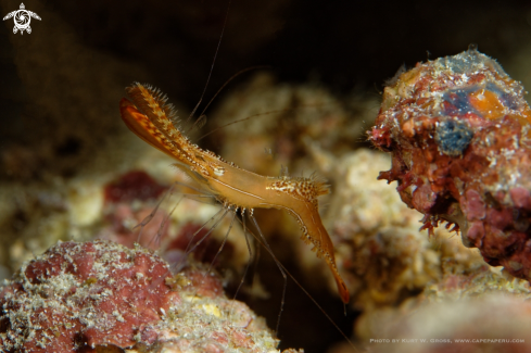 A Donald Duck Shrimp