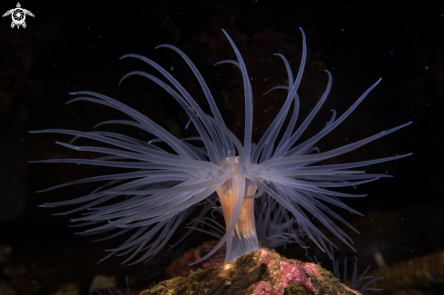 A Protanthea simplex | Sea Loch Anemone