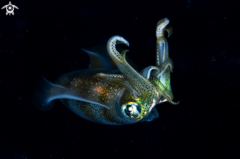 A Big fin reef squid