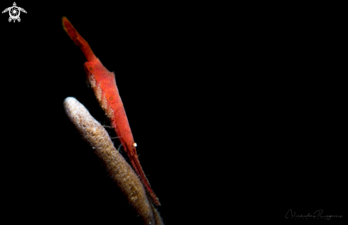 A Sawblade shrimp