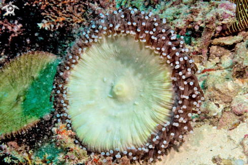 A anemone