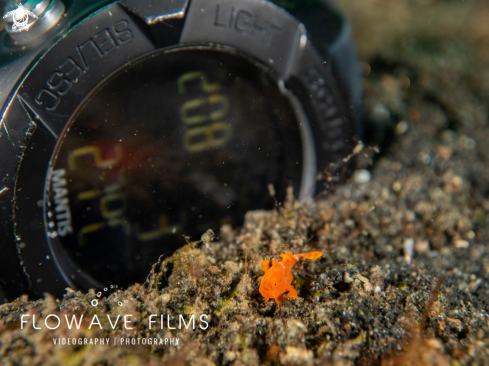 A Juvenile Warty Frogfish