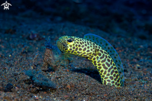 A Garden eel