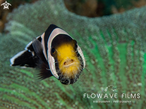 A Saddleback Anemone Fish