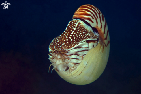 A Nautilus 