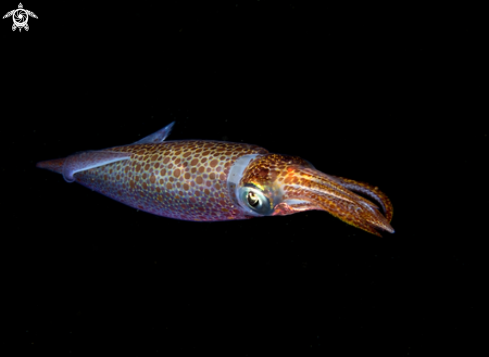 A European common squid