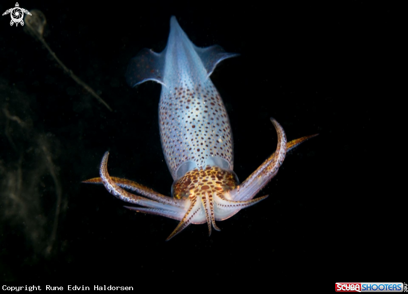 A European common squid