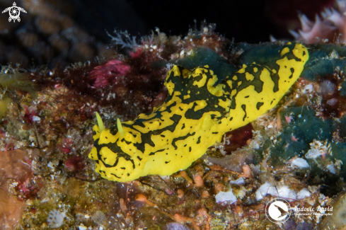 A Gardiner's Banana  Nudibranch