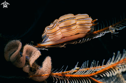 A Doto greenamyeri | NUDIBRANCH