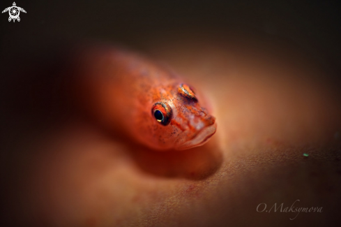 A Barrel-sponge Goby (Pleurosicya labiata)