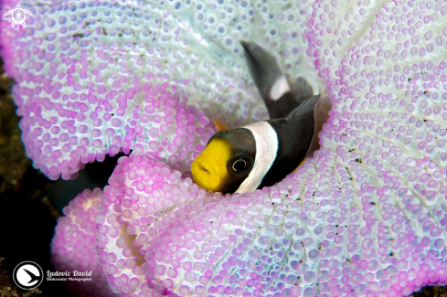 A Amphiprion polymnus | Saddleback Clownfish