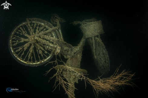 A Coral Bicycle in the lake