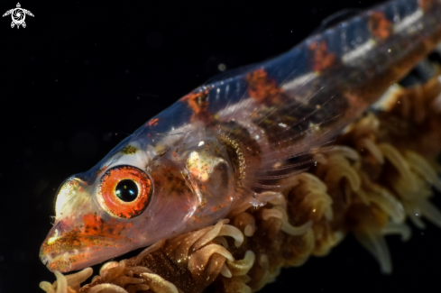 A Whip coral goby