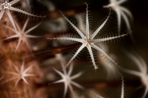 A Veretillum cynomorium | Flowery sea pen