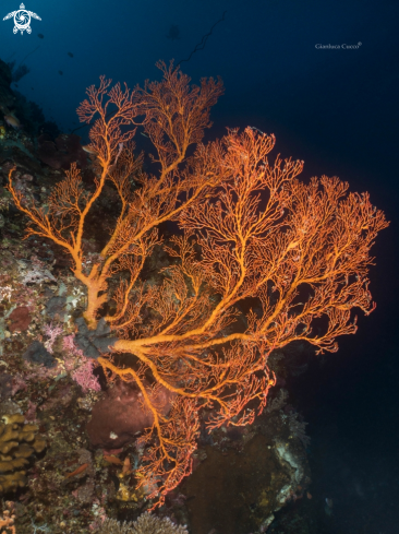 A Melithaea ochracea | Sea fan