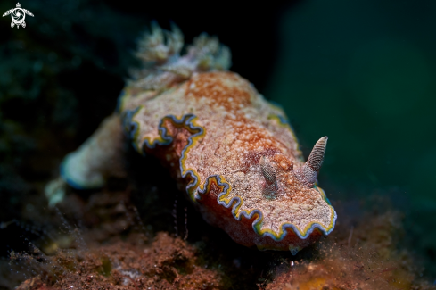 A Glossodoris cincta | NUDIBRANCH