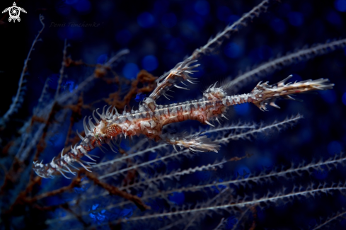 A  Solenostomus paradoxus | GHOST PIPEFISH