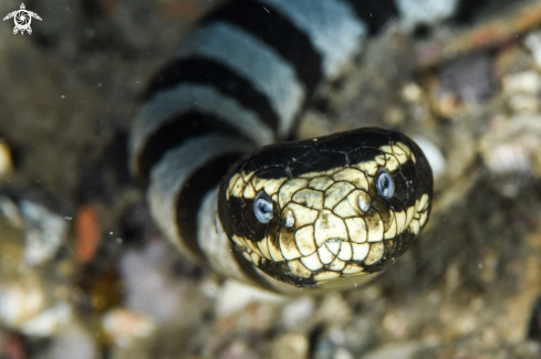 A Banded sea Krait