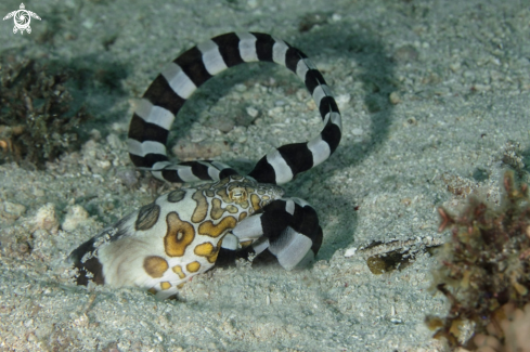 A Napoleon snake eel caught harlequin snake eel 