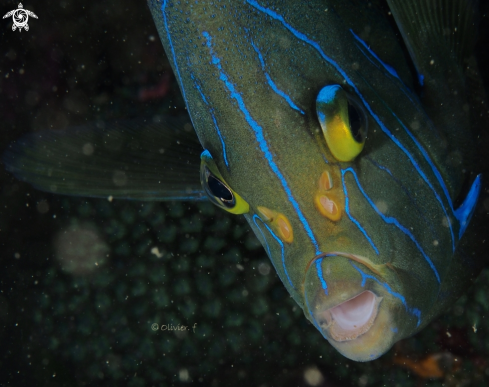 A Semicircle angelfish 