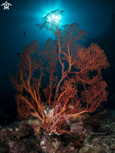 A Sea fan,Gorgonia