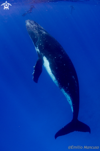 A Humpback whale