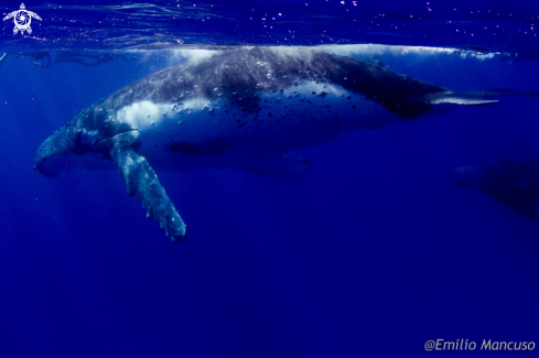 A Megaptera novaeangliae | Humpback whale