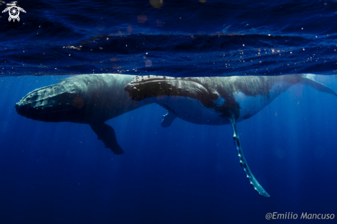 A Humpback whale