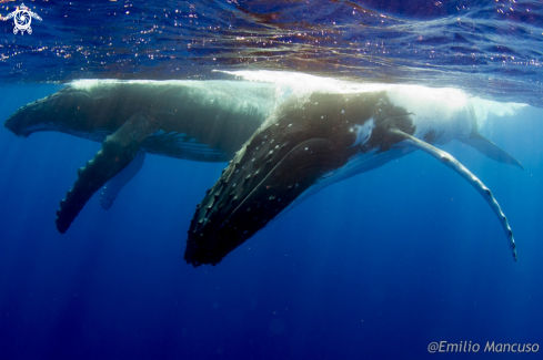 A Megaptera novaeangliae | Humpback whale