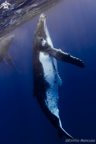 A Humpback whale