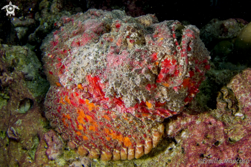 A Synanceia verrucosa | Stonefish