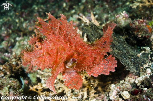 A reef fish