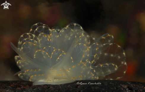 A Nudibranch