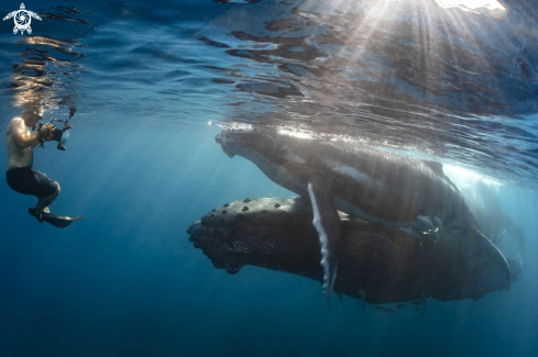 A Baleine à bosse 