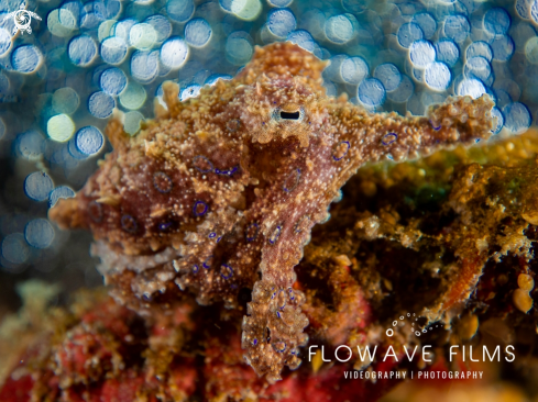 A Blue-Ringed Octopus