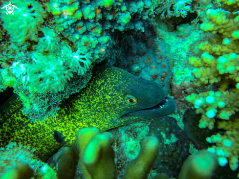 A Gymnothorax flavimarginatus | yellow margin moray