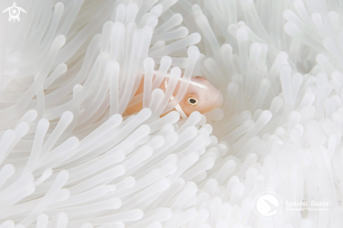 A Pink Skunk Clownfish