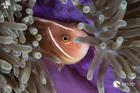 A Pink Skunk Clownfish