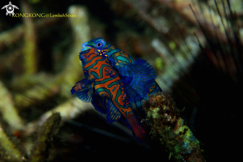 A Mandarinfish