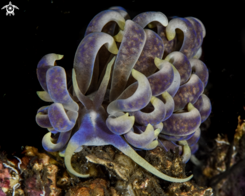 A Phyllodesmium magnum 