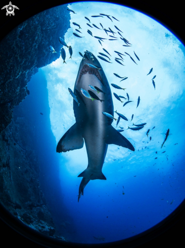 A Gray Nurse Shark