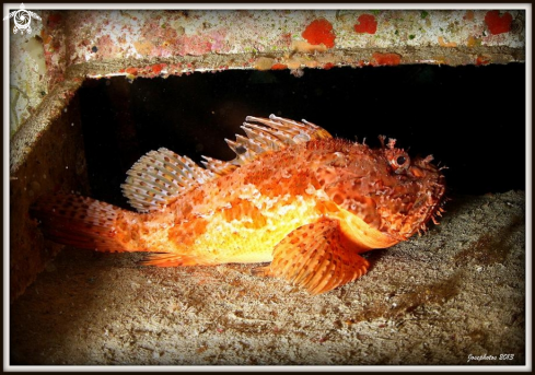 A Scorpion fish