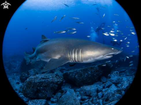 A Gray Nurse Shark