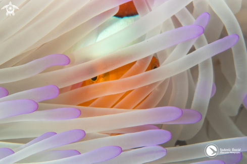 A Amphiprion ocellaris | False Clown Anemonefish