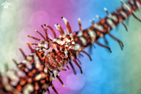 A ornate ghost pipefish | ghost pipefish