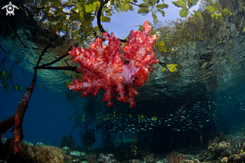 A underwater creature